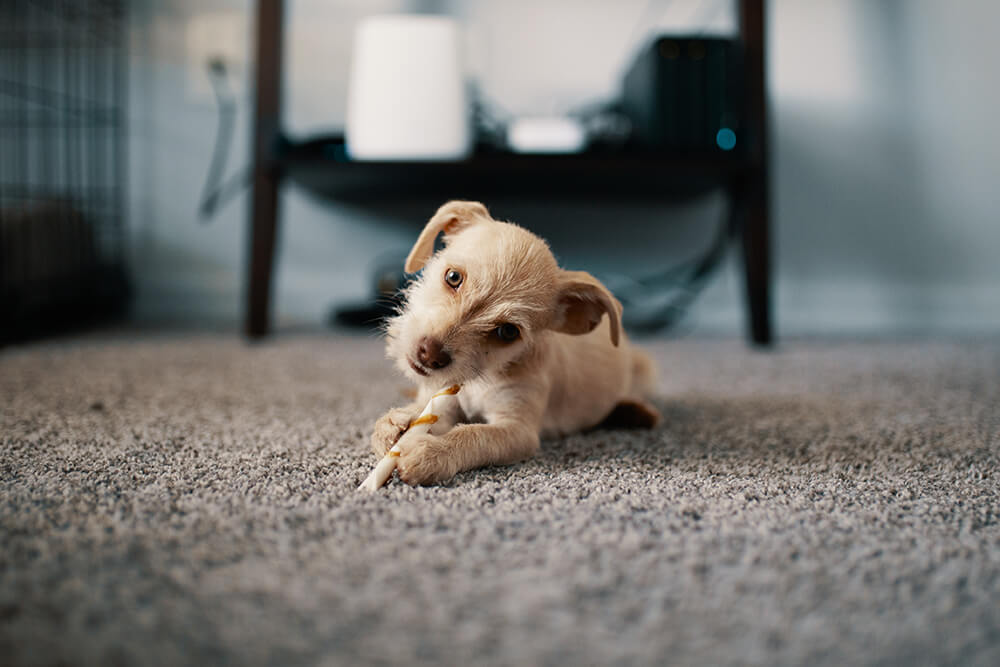 Pet Odour Removal - Organic Dry Carpet Cleaning